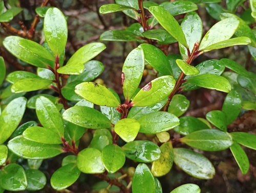 Myrsine sandwicensis observed 2026-07-25