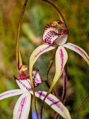 Caladenia tentaculata × venusta