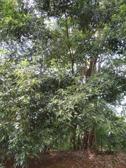 Quercus myrsinifolia