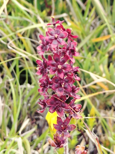 Veratrum formosanum, photograph 2