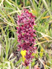 (c) Rick Chou, some rights reserved (CC BY) Veratrum formosanum, photograph (c) Rick Chou, some rights reserved (CC BY)