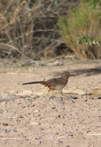 Crissal Thrasher
