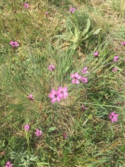 Dianthus deltoides