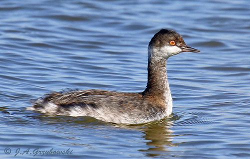 iNaturalist image