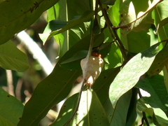 Heliodoxa aurescens