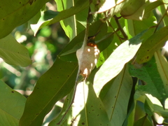 Heliodoxa aurescens