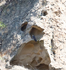 Falco peregrinus anatum