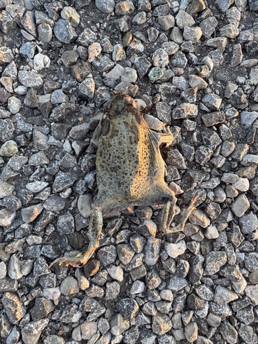 Texas Toad