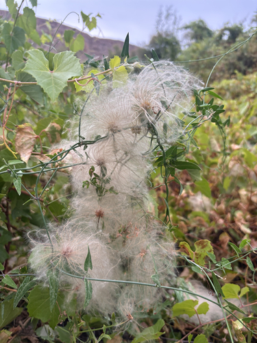 Old Man's Beard Clematis
