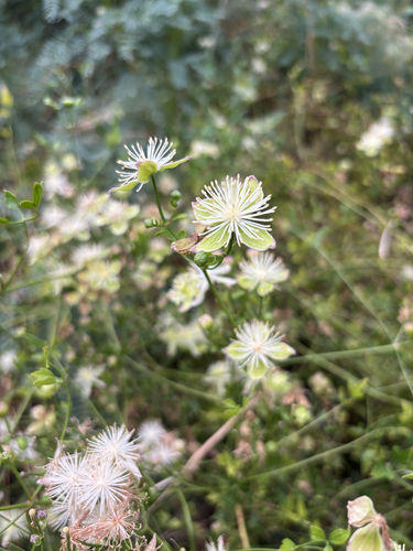 Old Man's Beard Clematis