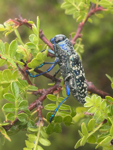 Lampetis drummondi