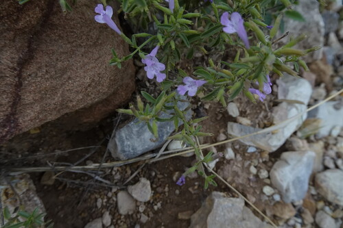 Drummond's False Pennyroyal