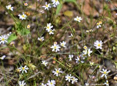 Chaetopappa asteroides
