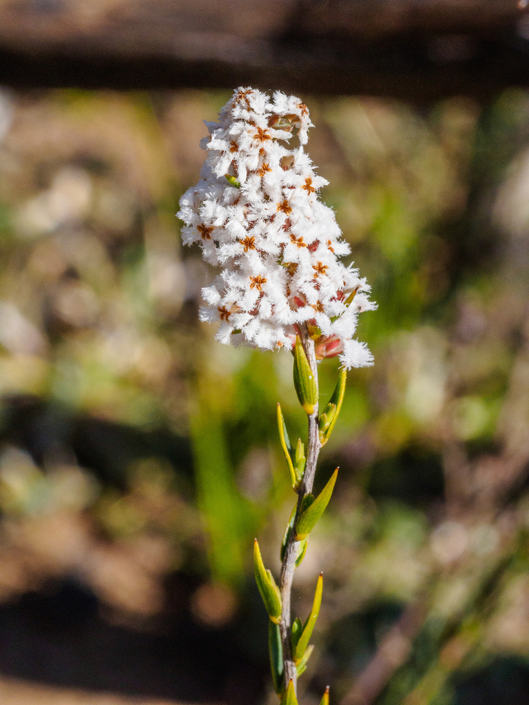 common beard-heath