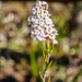 Common Beard-Heath - Photo (c) Andrew Dilley, some rights reserved (CC BY-NC), uploaded by Andrew Dilley