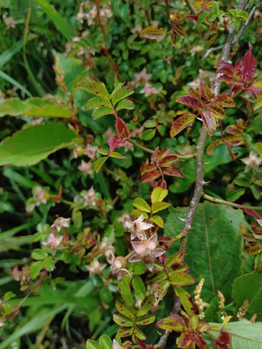 Rosa transmorrisonensis, photograph 4