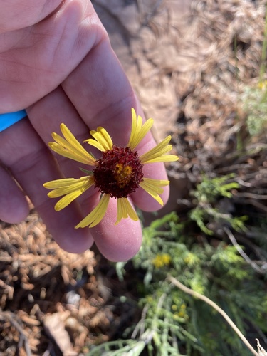 red dome blanketflower