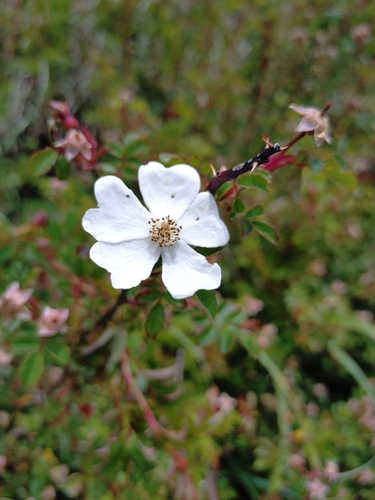 Rosa transmorrisonensis, photograph 3