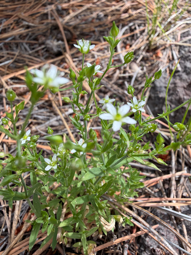 Arenaria lanuginosa observed 2026-07-25