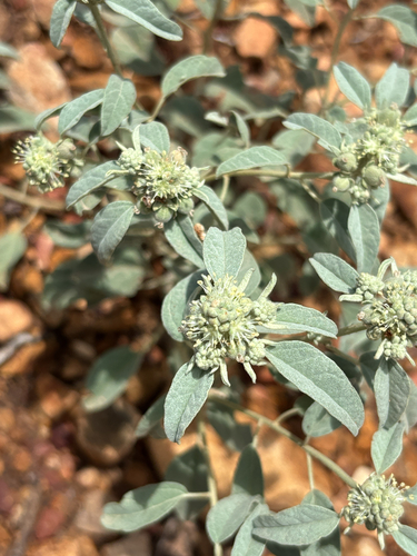 Leatherweed