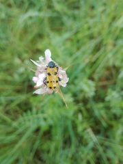 Trichodes octopunctatus