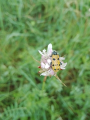 Trichodes octopunctatus
