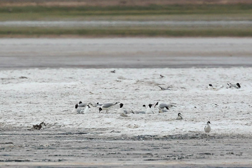 Relict Gull (Ichthyaetus relictus), photo 3