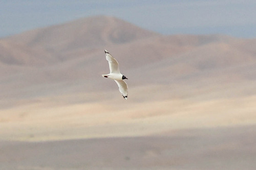 Relict Gull (Ichthyaetus relictus), photo 4