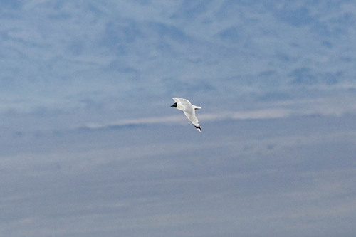 Relict Gull (Ichthyaetus relictus), photo 8
