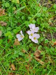 Cardamine pratensis