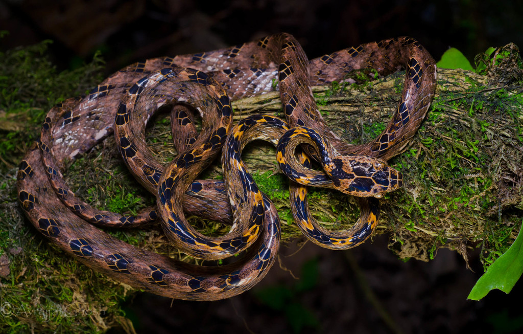 Assamese Cat Snake