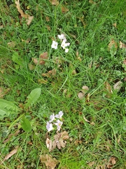 Cardamine pratensis