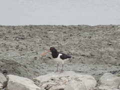 Haematopus ostralegus