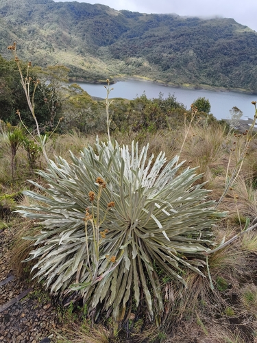 Espeletia argentea