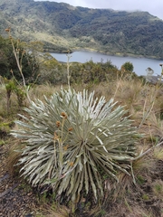 Espeletia argentea