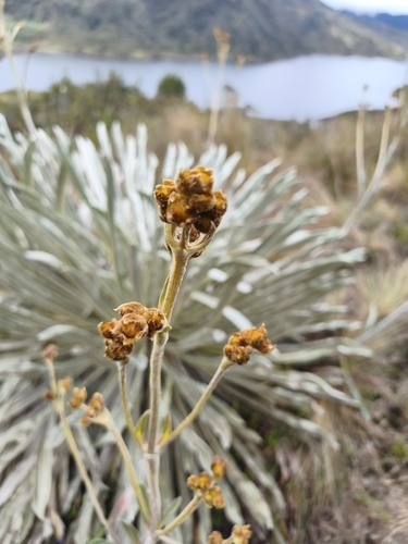 Espeletia argentea, photograph 2