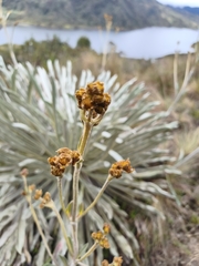 Espeletia argentea, photograph (c) Sandino Guerrero, some rights reserved (CC BY)