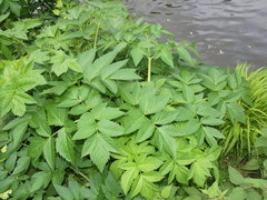 Angelica archangelica