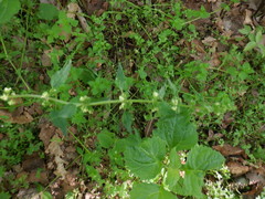 Urtica chamaedryoides