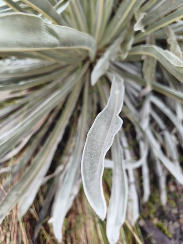 Espeletia argentea, photograph 3