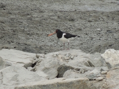 Haematopus ostralegus