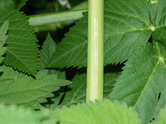 Angelica archangelica