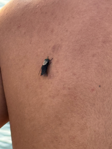 Western Black Horse Fly