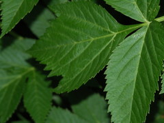 Angelica archangelica