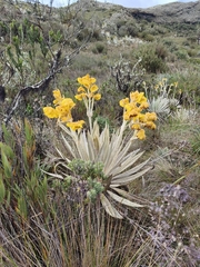 (c) Sandino Guerrero, some rights reserved (CC BY) Espeletia grandiflora, photograph (c) Sandino Guerrero, some rights reserved (CC BY)