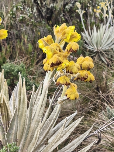 Espeletia grandiflora, photograph 5