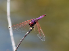 Trithemis annulata