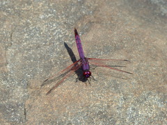Trithemis annulata