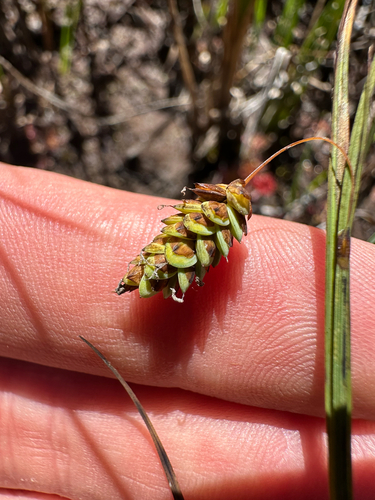 Carex limosa, photograph 5