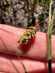 Carex limosa, photograph (c) Kieran Hanrahan, some rights reserved (CC BY)